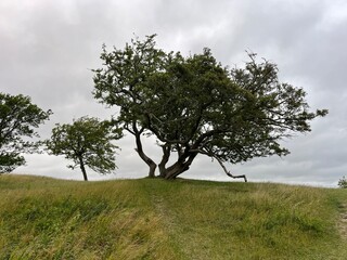 tree on a hill