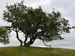 tree on a hill