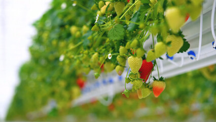 Unripe and ripening strawberries growing in rows on a modern hydroponic farm, showcasing green to red stages with clean, controlled environment.