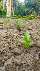 Fresh Seedlings Emerging From Rich Soil in a Quiet Garden Setting, Early Growth for Green Living