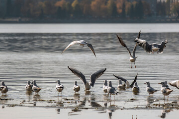 A group of seagulls rests in shallow water near the shore of a lake or river, their reflections visible on the calm surface of the water. Horizontal landscape. Wildlife life and movement.