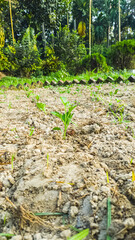 Young Green Sprouts Emerging From Fresh Soil in a Quiet Garden Setting