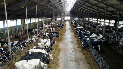 Wide view of dairy cows resting and eating hay in a modern, ventilated barn. Industrial farming and sustainable livestock production concept.
