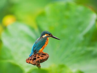 kingfisher on a branch