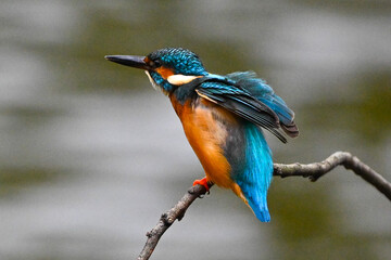 kingfisher on a branch