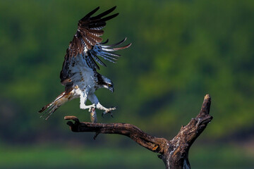 bird on a branch