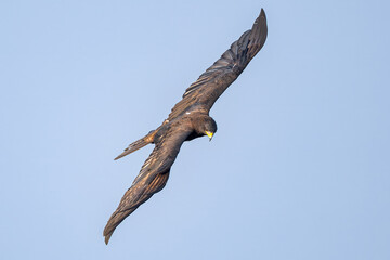 osprey in flight