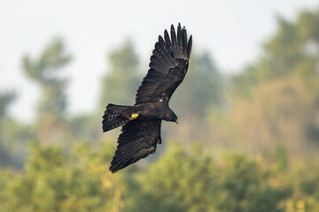 red tailed hawk in flight