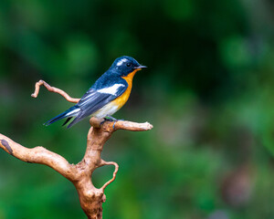 blue tit perched on a branch