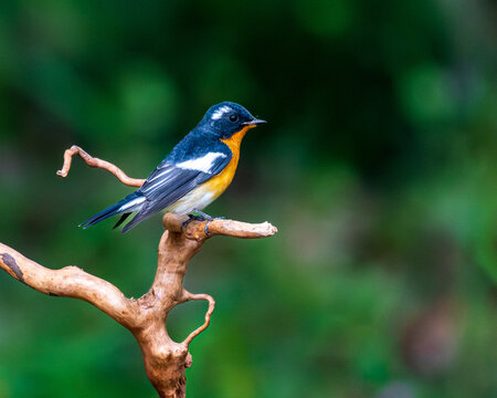blue tit perched on a branch - Powered by Adobe