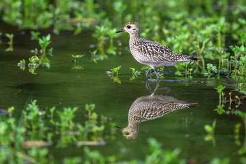 wild duck in the swamp