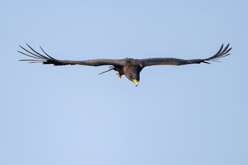 vulture in flight