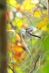 羽ばたいたシマエナガ