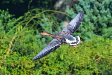 common buzzard in flight
