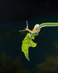 snail on a leaf