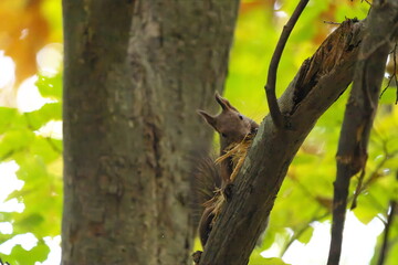 樹皮を剥ぎ取っていたエゾリス
