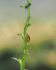 ladybug on a green leaf