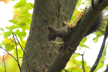 樹皮を剥ぎ取っていたエゾリス