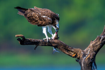 red tailed hawk buteo