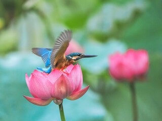 hummingbird and flower