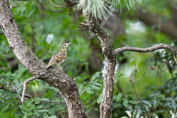 owl sitting on a branch