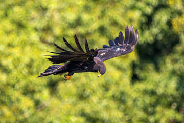 red tailed hawk