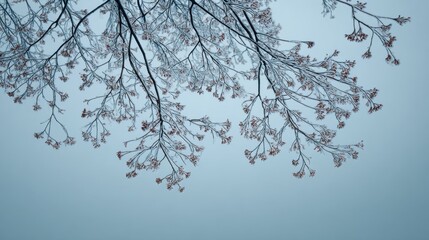 Frosted Tree Branches Against a Misty Sky Capturing the Essence of Winter in Nature