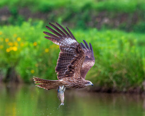 common buzzard buteo