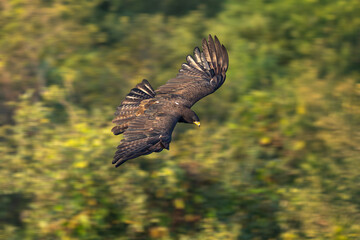 red tailed hawk in flight