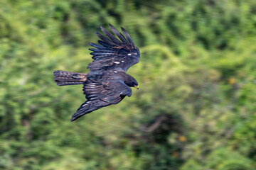 black kite in flight