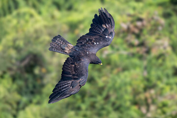 red tailed hawk in flight