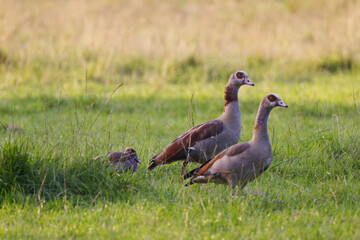 Two Egyptian geese on the meadow in the evening sun, egyptian goose chick hiding between blades of grass, Egyptian goose chicks surrounded by a wild meadow, Alopochen aegyptiaca looking to the right