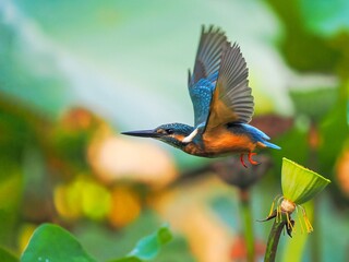 bee eater perched on branch