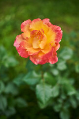 Obraz premium Vibrant orange and yellow rose in bloom