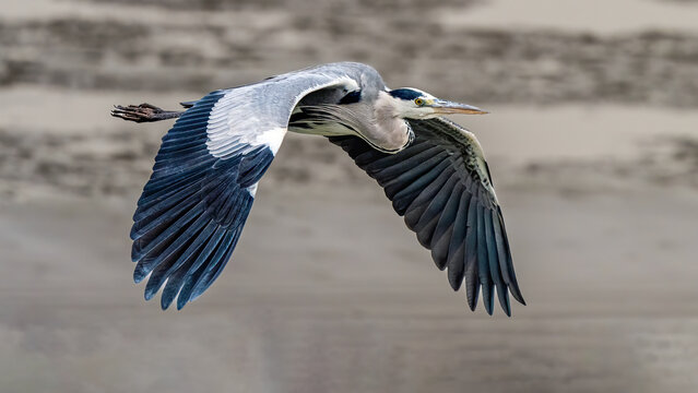 great blue heron in flight