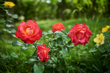 Vibrant Red Roses in Lush Garden