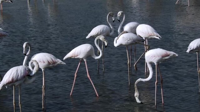  Shooting with the Blackmagic