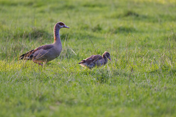 An Egyptian goose on a meadow in the evening sun with chick in the  between blades of grass, Egyptian goose surrounded by a wild meadow, Alopochen aegyptiaca looking to the right