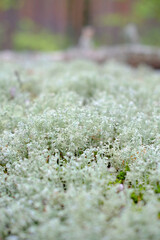 A beautiful macro, close-up shot of pale green reindeer moss Cladonia rangiferina, showcasing its intricate, coral-like, and spongy texture.
