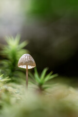 Einzelner kleiner Pilz wächst auf moosbewachsenem Waldboden in weichem Licht