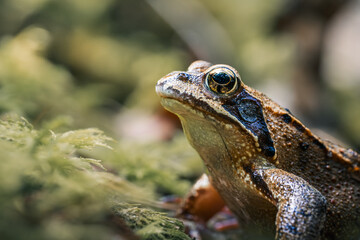 Nahaufnahme eines braungrünen Frosches auf moosbedecktem Untergrund im natürlichen Lebensraum