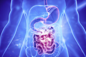 Human digestive system, stomach, large and small intestine. 3d illustration