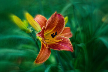 A large orange lily flower in the park.Garden lilies.Wallpaper with flowers. © Svetliy