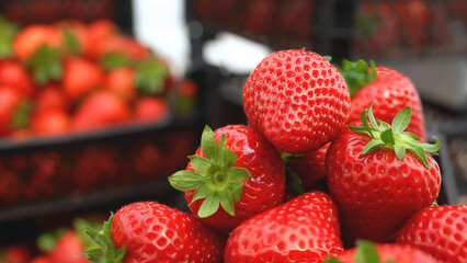 Close-up of fresh strawberries in crate after harvest. Organic fruit production and healthy food concept for agricultural industry and markets.