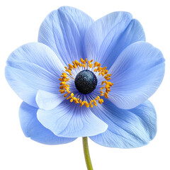 A close-up shot of a beautiful, delicate blue flower with a yellow-gold center on black background