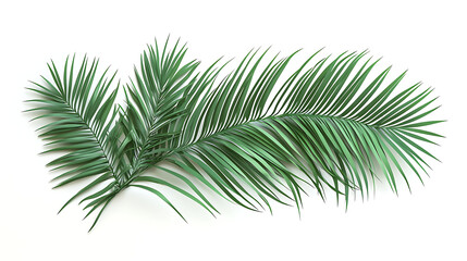Palm Leaf Branch Green Foliage for Tropical Decoration and Exotic Design