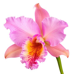 Close-up of a vibrant pink and yellow orchid, showcasing intricate details against black