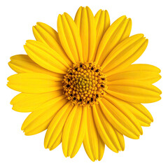 A vibrant close-up of a bright yellow daisy with many petals, against a black background