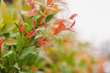 Nature background red and green leaves macro close up,Leaf Background.
