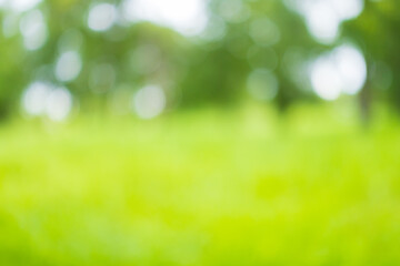 Obraz premium Blur nature bokeh green park by beach and tropical coconut trees,Blur nature bokeh green park by beach and tropical coconut trees in sunset time.